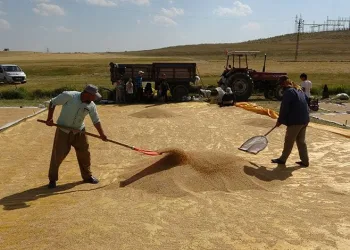 Buğdayın tarladan değirmene yolculuğu