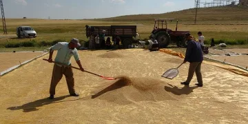 Buğdayın tarladan değirmene yolculuğu