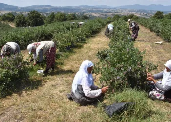 Bursa’da araziler yaban mersiniyle değerleniyor