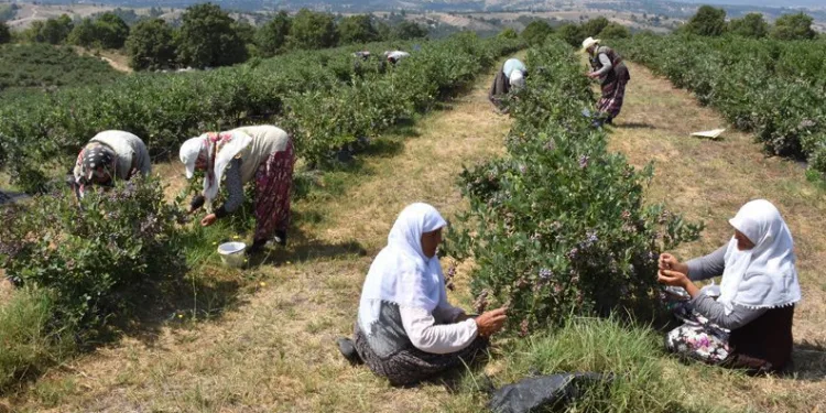 Bursa’da araziler yaban mersiniyle değerleniyor