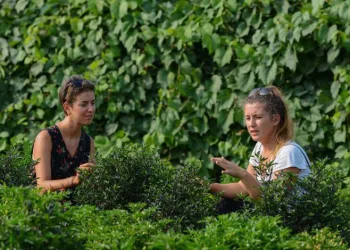 Fransa’dan geldi, Nilüfer’in tarım çalışmalarını inceledi