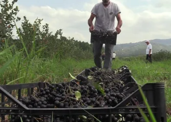 Fındığa alternatif ürün ‘Aronia’ hasadı başladı
