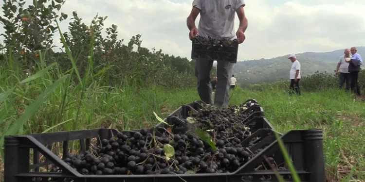 Fındığa alternatif ürün ‘Aronia’ hasadı başladı