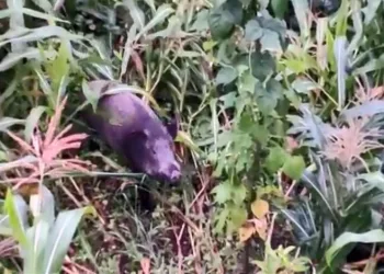 Giresun’da domuzlar mısır tarlasına dadandı