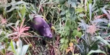 Giresun’da domuzlar mısır tarlasına dadandı