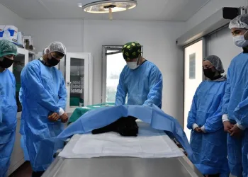 Osmangazi sokak hayvanlarına şifa oldu