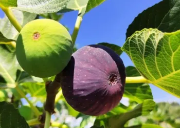 Bursa’nın siyah incirinde hasat zamanı