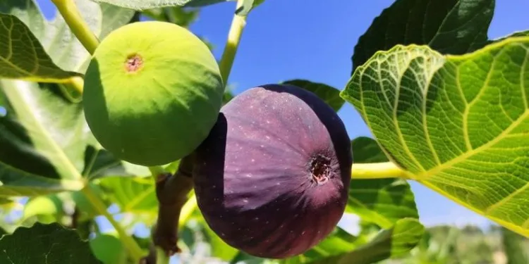 Bursa’nın siyah incirinde hasat zamanı