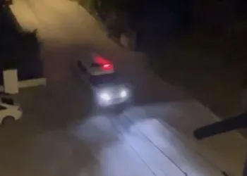 Bursa’da polis domuzları sirenle kovaladı