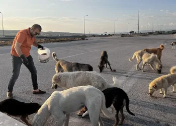Bursa’da bu köpekler çok şanslı…