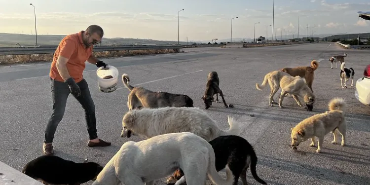 Bursa’da bu köpekler çok şanslı…