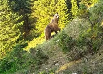 Fotokapanlarla Uludağ’da yaban hayatı