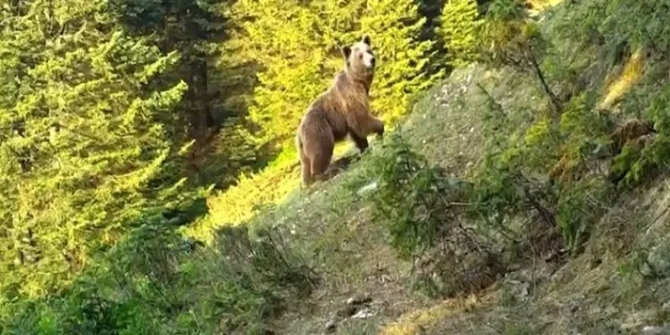 Fotokapanlarla Uludağ’da yaban hayatı