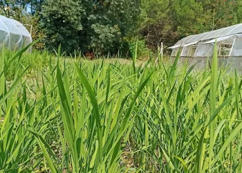 BUÜ’de damla sulama yöntemi ile çeltik üretimi başladı
