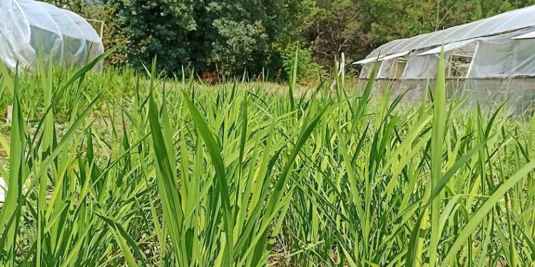 BUÜ’de damla sulama yöntemi ile çeltik üretimi başladı