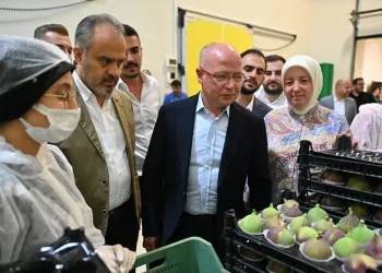 Bursa’da incir üreticisine can suyu