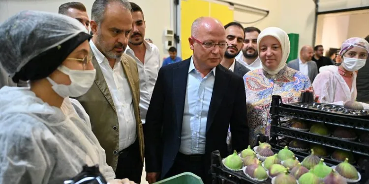 Bursa’da incir üreticisine can suyu