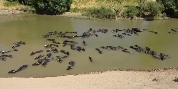 Muş’ta Afrika’yı andıran görüntüler