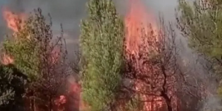Kahramanmaraş’ta ikinci orman yangını