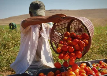 Tarladan markete fiyat farkını gören şaşırıyor
