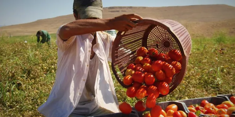 Tarladan markete fiyat farkını gören şaşırıyor