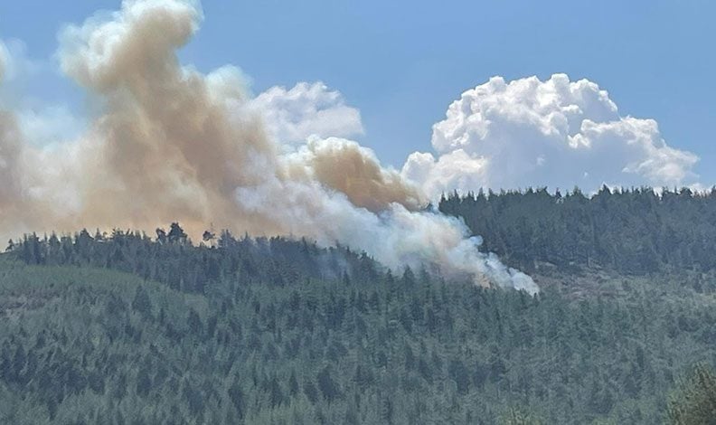 Bursa'da orman yangını