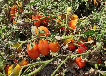 Bursa’da binlerce dönüm domates kurudu