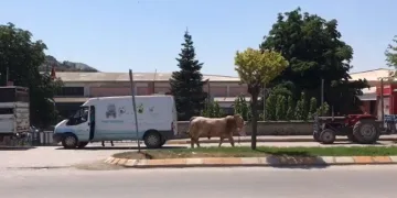 Tokat’ta boğa ortalığı bir birine kattı