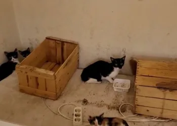 Çöp evden onlarca kedi çıktı