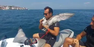Bursa’da martı kurtarma operasyonu