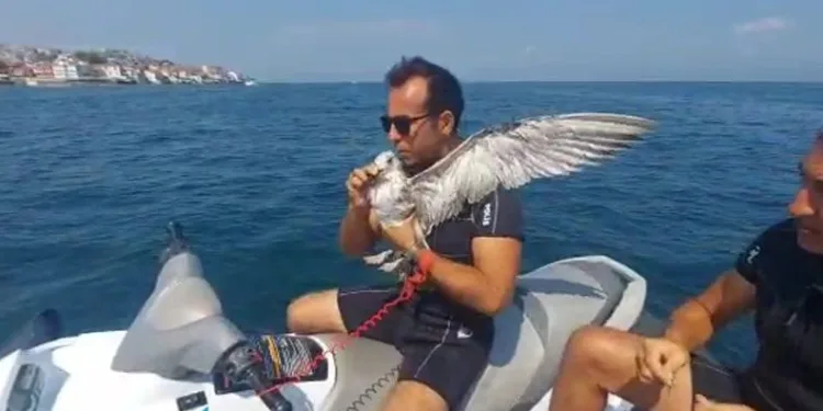 Bursa’da martı kurtarma operasyonu