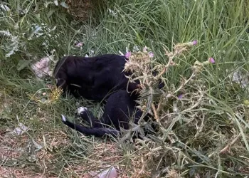 Can çekişen köpeklerin imdadına vatandaşlar yetişti