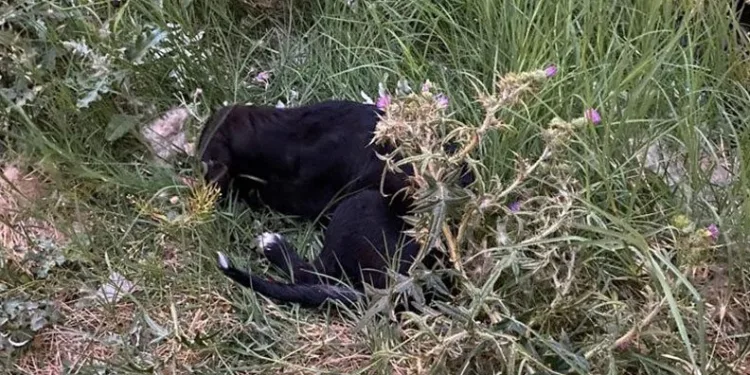 Can çekişen köpeklerin imdadına vatandaşlar yetişti