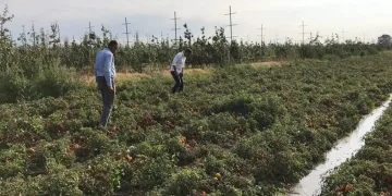 CHP’li Orhan Sarıbal: Bor madeni tarımı yok ediyor