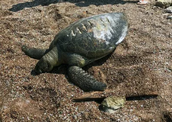 Muğla’da ölü caretta caretta kıyıya vurdu
