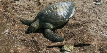 Muğla’da ölü caretta caretta kıyıya vurdu