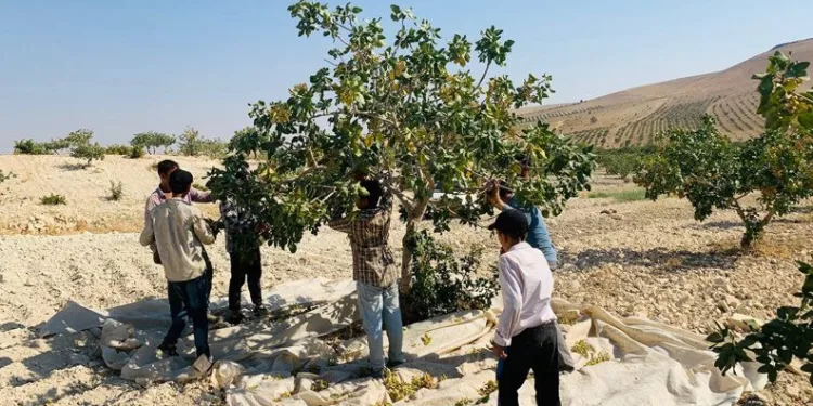 Türkiye’nin fıstık ambarında hasat başladı