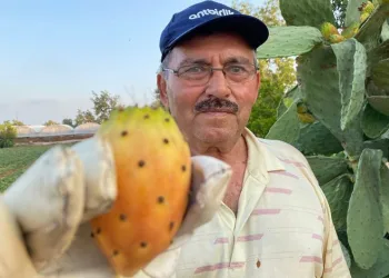Doğada kendiliğinden yetişiyor! Kilosu 60 TL