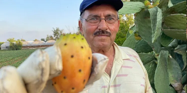 Doğada kendiliğinden yetişiyor! Kilosu 60 TL