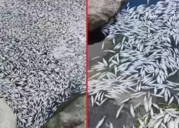 Bursa’da tedirgin eden balık ölümleri