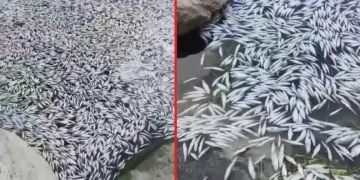 Bursa’da tedirgin eden balık ölümleri