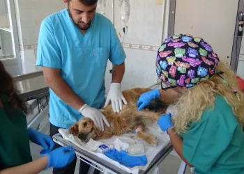 Bursa’da meme kanseri köpeğin tedavisi sürüyor