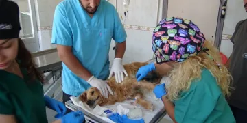 Bursa’da meme kanseri köpeğin tedavisi sürüyor