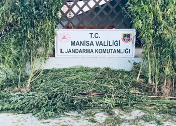 Manisa’da iki ilçede kenevir operasyonu