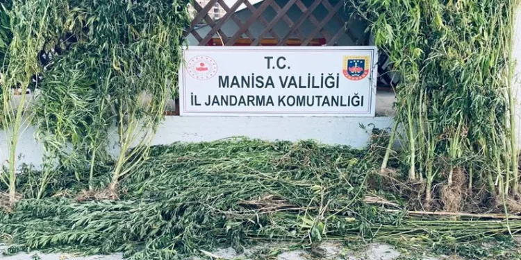 Manisa’da iki ilçede kenevir operasyonu