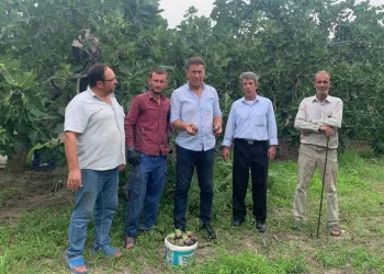 Bursa Siyah İnciri dalında kaldı