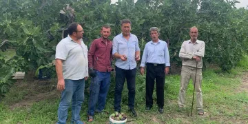 Bursa Siyah İnciri dalında kaldı