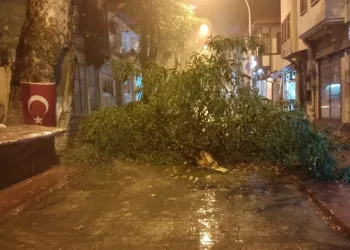 Bursa’da şiddetli rüzgar ağacı devirdi