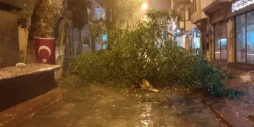 Bursa’da şiddetli rüzgar ağacı devirdi