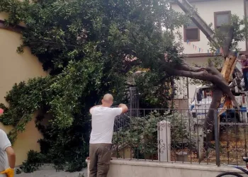 Bursa’da yıldırım ağacı ikiye böldü